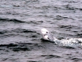 Risso's Dolphin
