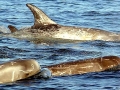 Risso's Dolphin