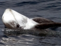 Risso's Dolphin