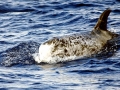 Risso's Dolphin