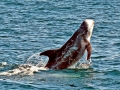 Risso's Dolphin