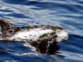 Risso's Dolphin