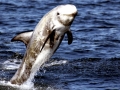 Risso's Dolphin