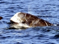 Risso's Dolphin
