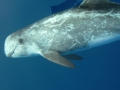 Risso's Dolphin