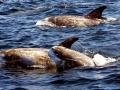 Risso's Dolphin