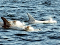Risso's Dolphin
