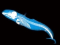 Risso's Dolphin