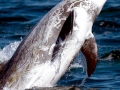Risso's Dolphin