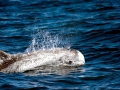 Risso's Dolphin