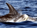 Risso's Dolphin