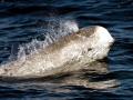 Risso's Dolphin