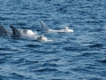 Risso's Dolphin