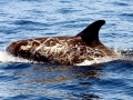 Risso's Dolphin