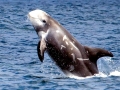 Risso's Dolphin