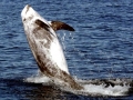 Risso's Dolphin