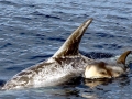 Risso's Dolphin