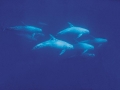 Risso's Dolphin