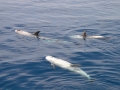 Risso's Dolphin
