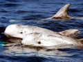 Risso's Dolphin