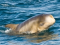 Risso's Dolphin