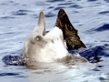 Risso's Dolphin