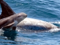 Risso's Dolphin