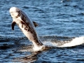 Risso's Dolphin