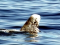 Risso's Dolphin