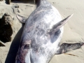 Risso's Dolphin