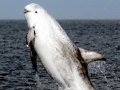 Risso's Dolphin