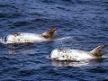 Risso's Dolphin