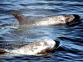 Risso's Dolphin