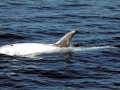 Risso's Dolphin