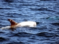 Risso's Dolphin