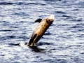 Risso's Dolphin