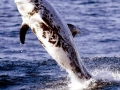 Risso's Dolphin