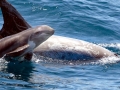 Risso's Dolphin