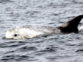 Risso's Dolphin