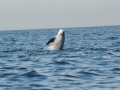 Risso's Dolphin