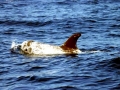 Risso's Dolphin
