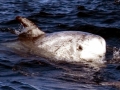 Risso's Dolphin