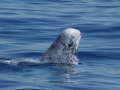 Risso's Dolphin