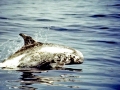 Risso's Dolphin