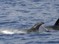 Risso's Dolphin