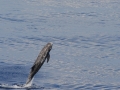 Risso's Dolphin