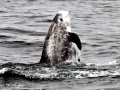 Risso's Dolphin