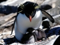 Rockhopper Penguin