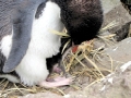 Rockhopper Penguin