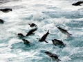 Rockhopper Penguin
